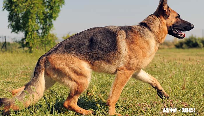 狗狗不叫是什么原因 狗狗不叫怎么办