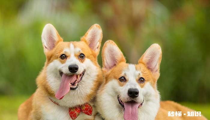 狗狗有蜱虫什么症状 狗狗身上有蜱虫解决办法有什么