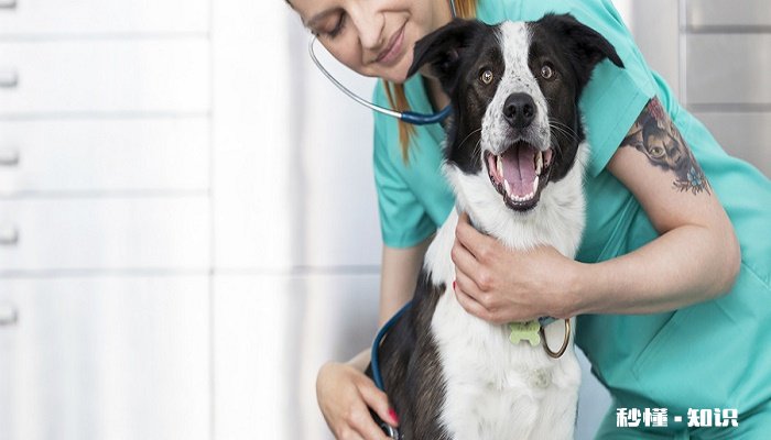 边境牧羊犬好养吗 边境牧羊犬应该怎么养