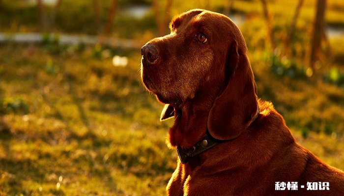 狗狗眼屎多 狗狗眼屎多的原因