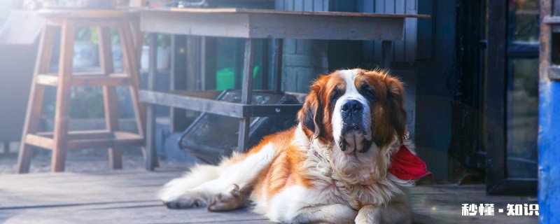 狗狗眼屎多 狗狗眼屎多的原因