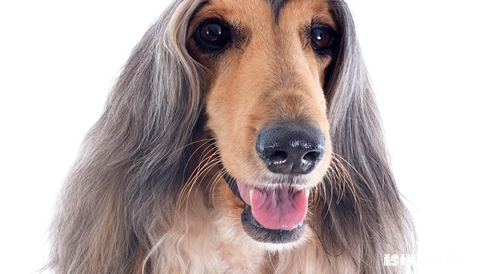 贵宾犬怎样训练 训练贵宾犬时需要注意什么