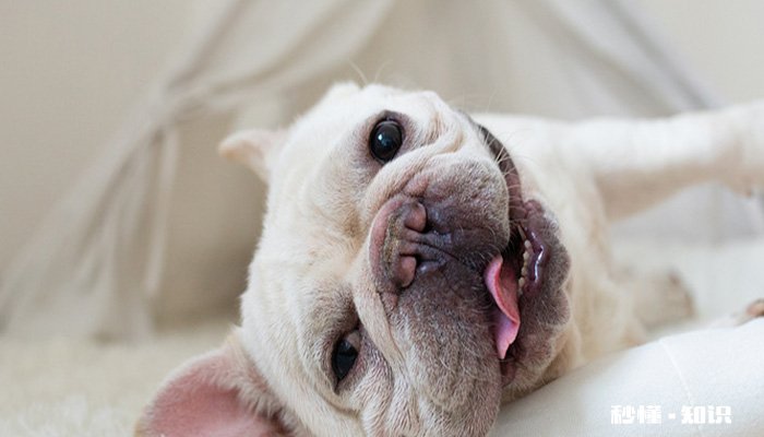 宠物狗吃人吃的东西会怎么样 喂食狗狗的时候应当注意哪些问题