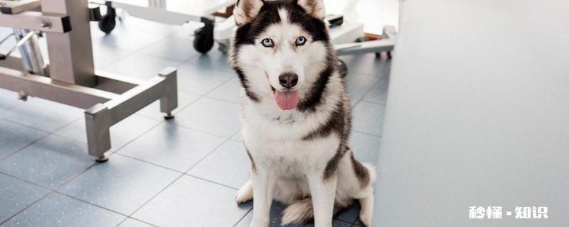 哈士奇是什么犬种 哈士奇是否掉毛