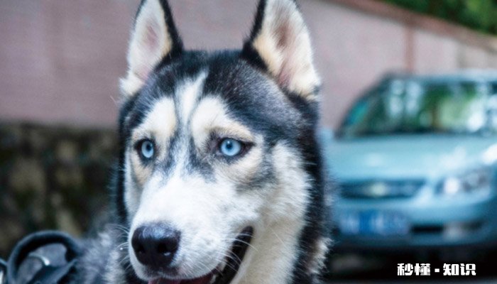 哈士奇是什么犬种 哈士奇是否掉毛