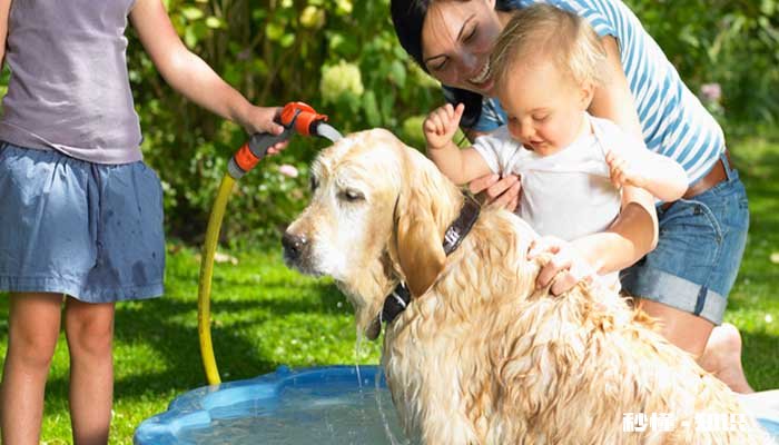 狗洗澡用多少度的水 狗洗澡时要注意什么