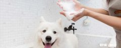 狗洗澡用多少度的水 狗洗澡时要注意什么