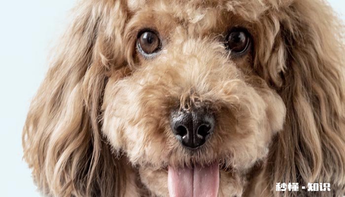 泰迪配种怎样算成功 泰迪狗狗怎么交配