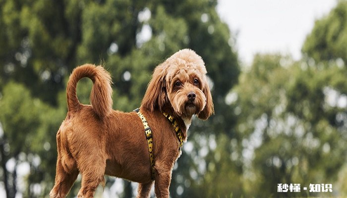 狗狗能不能吃番石榴 狗狗不可以吃番石榴的原因