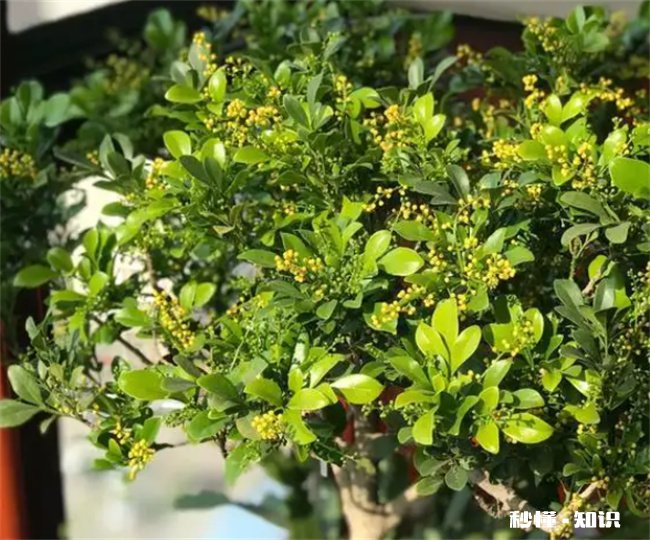 米兰为什么有的香有的不香