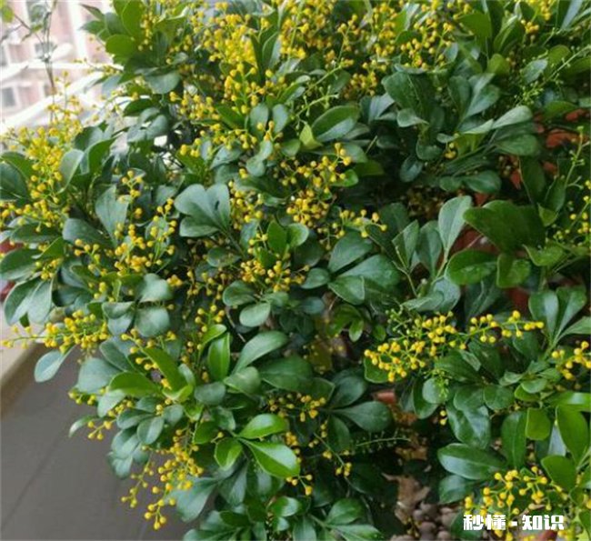 米兰为什么有的香有的不香