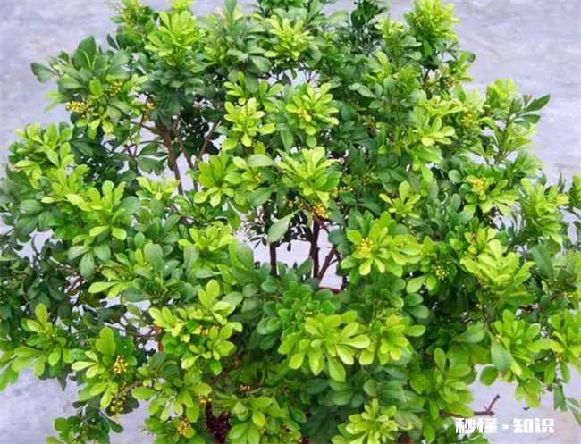 米兰为什么有的香有的不香