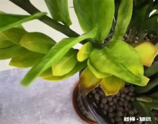 金钱树叶子发黄怎么办