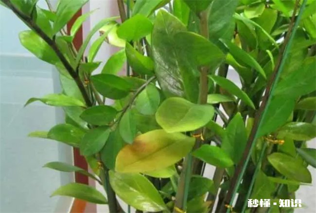 金钱树叶子发黄怎么办
