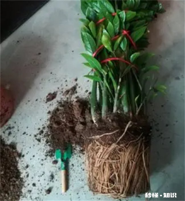 金钱树叶子发黄怎么办