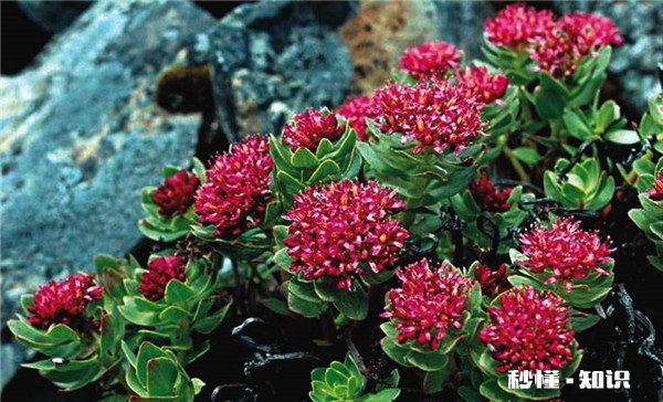 红景天的副作用和禁忌 红景天的不良反应与注意事项