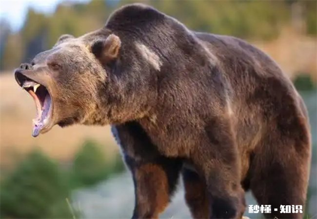 为什么被熊吃最痛苦
