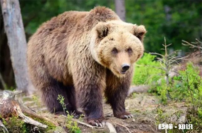 为什么被熊吃最痛苦