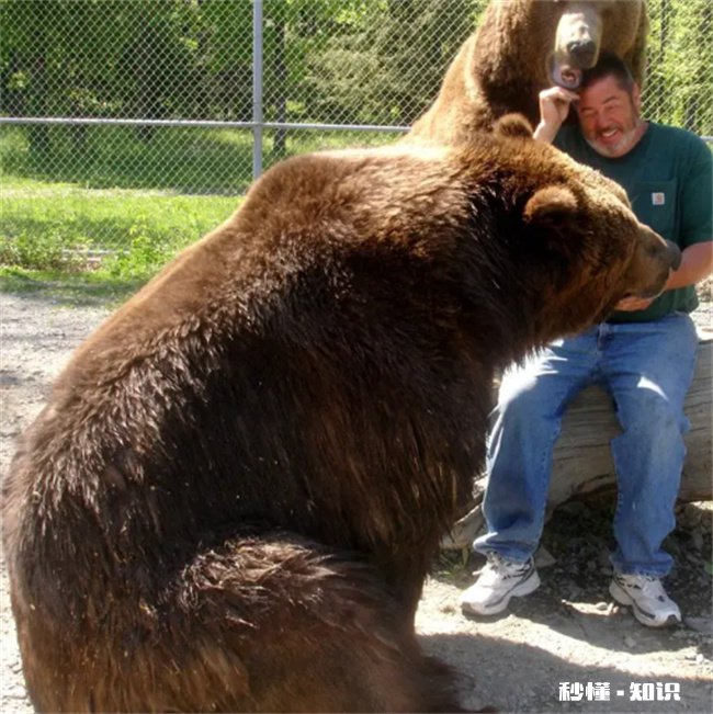 为什么被熊吃最痛苦