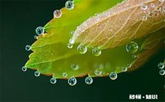 2022处暑过后有露水吗