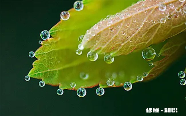 2022处暑过后有露水吗