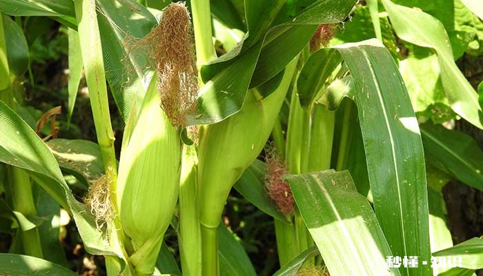 玉米施什么肥好 玉米可以施什么肥