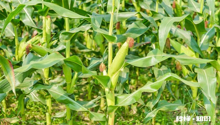 玉米施什么肥好 玉米可以施什么肥