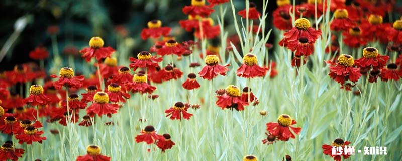 矢车菊的花语 矢车菊的花语是什么