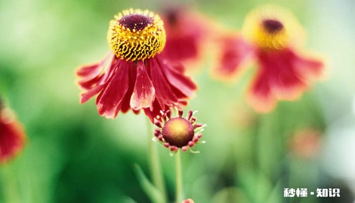 矢车菊的花语 矢车菊的花语是什么