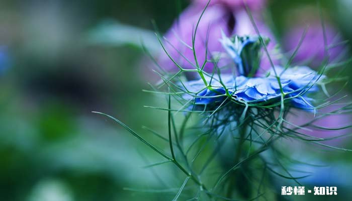 矢车菊的花语 矢车菊的花语是什么
