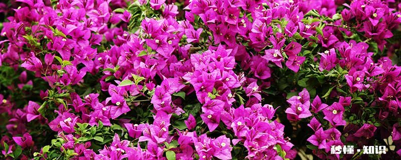 三角梅花期施什么肥 三角梅花期施哪种肥