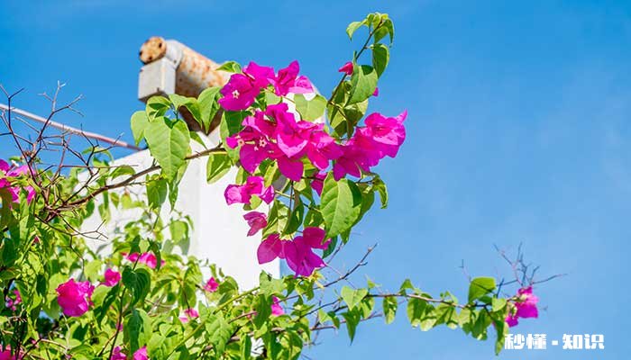 三角梅花期施什么肥 三角梅花期施哪种肥