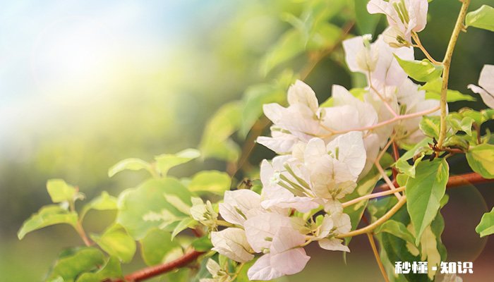 三角梅花期施什么肥 三角梅花期施哪种肥