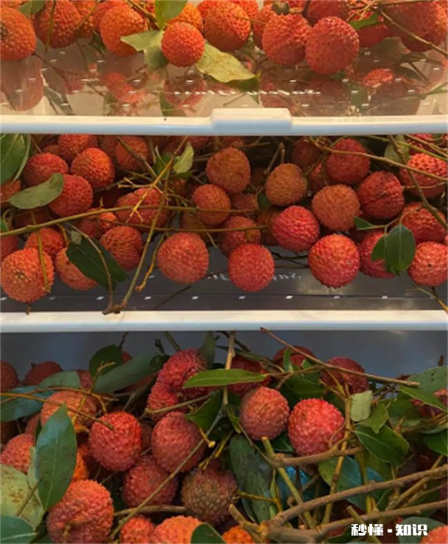荔枝怎么保存时间长一点没有冰箱
