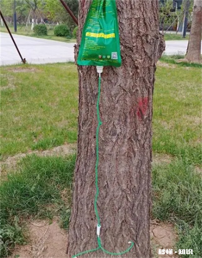 杨树树皮开裂是怎么回事