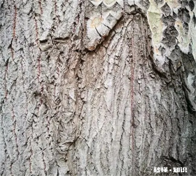 杨树树皮开裂是怎么回事