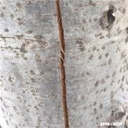 杨树树皮开裂是怎么回事