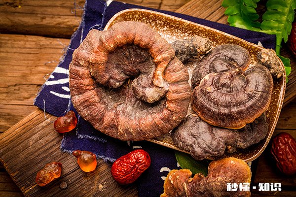 灵芝孢子粉的禁忌人群 什么人不能吃灵芝孢子粉