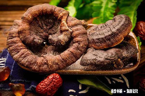 灵芝孢子粉的禁忌人群 什么人不能吃灵芝孢子粉