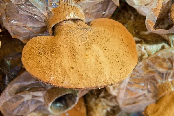 灵芝孢子粉的禁忌人群 什么人不能吃灵芝孢子粉