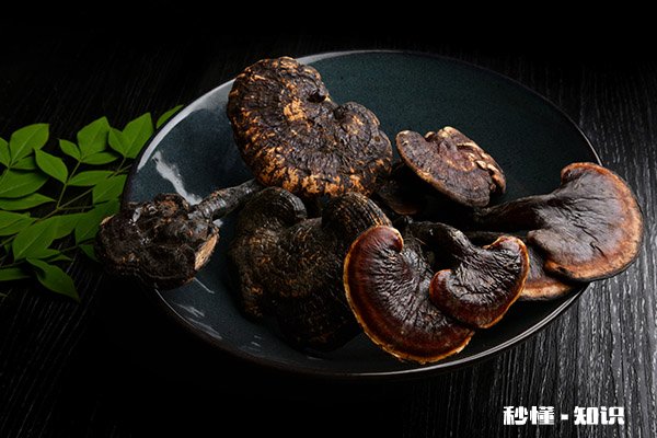 灵芝孢子粉的禁忌人群 什么人不能吃灵芝孢子粉