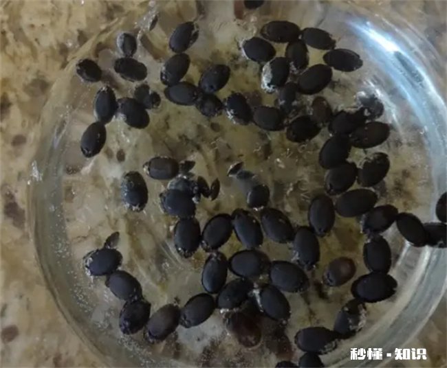 种子放到第二年还能种吗