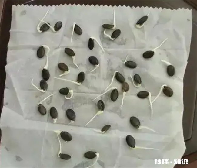 种子放到第二年还能种吗