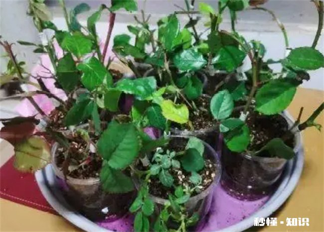 用高锰酸钾浇花会把花烧死吗