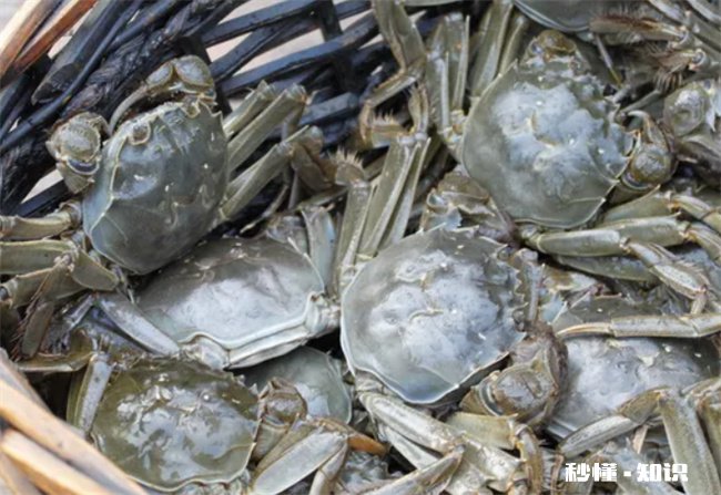 活螃蟹怎样保存时间长一些