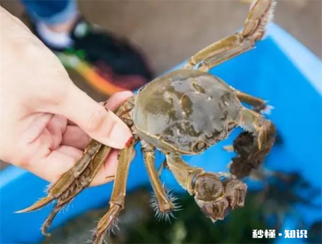 活螃蟹怎样保存时间长一些