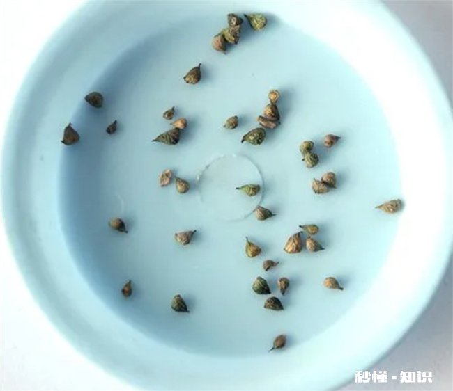 花种子要泡多久才能种