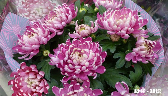 菊花的养殖方法和注意事项 菊花的养殖方法和注意事项有哪些