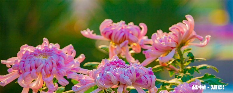 菊花的养殖方法和注意事项 菊花的养殖方法和注意事项有哪些