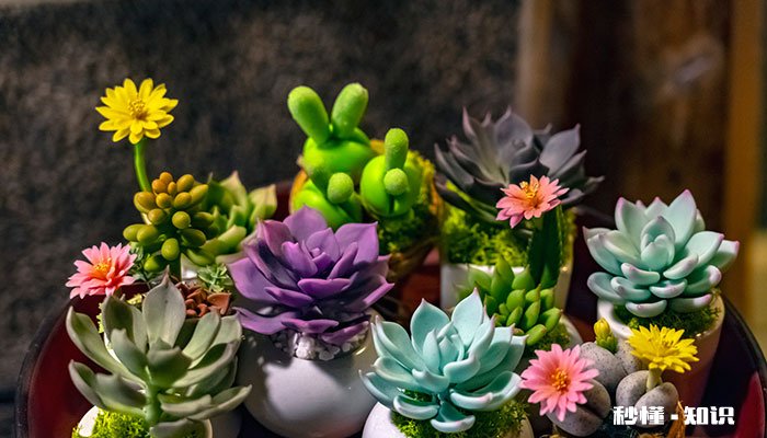 多肉的养殖方法和注意事项 多肉的养殖方法和注意事项有哪些